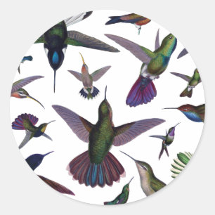 Pegatina Redonda Hummingbirds vintage