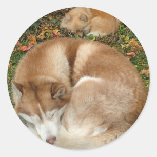 Pegatina Redonda Husky siberiano y alemán Klein Spitz Pomeranian