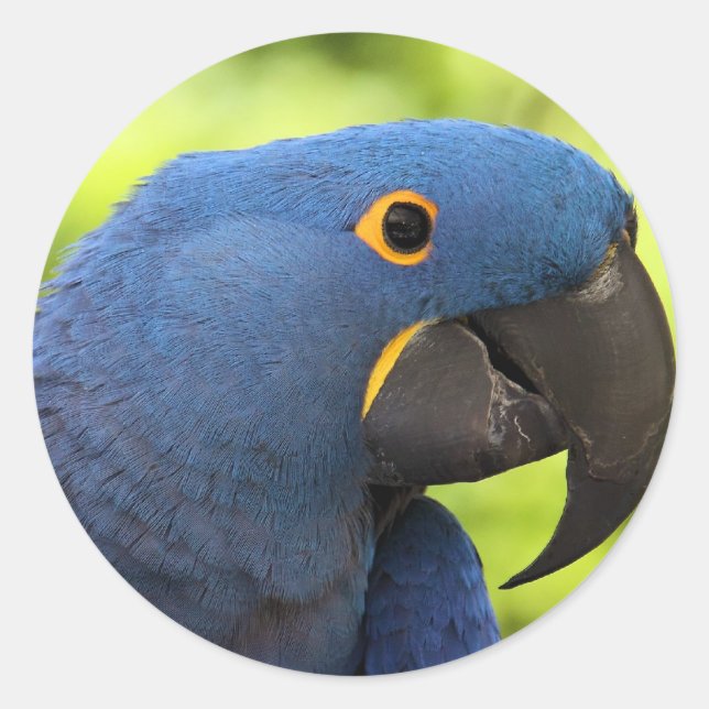 Pegatina Redonda Hyacinth Macaw (Anverso)