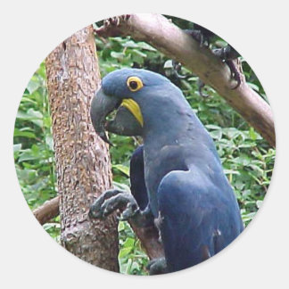 Pegatina Redonda Hyacinth Macaw