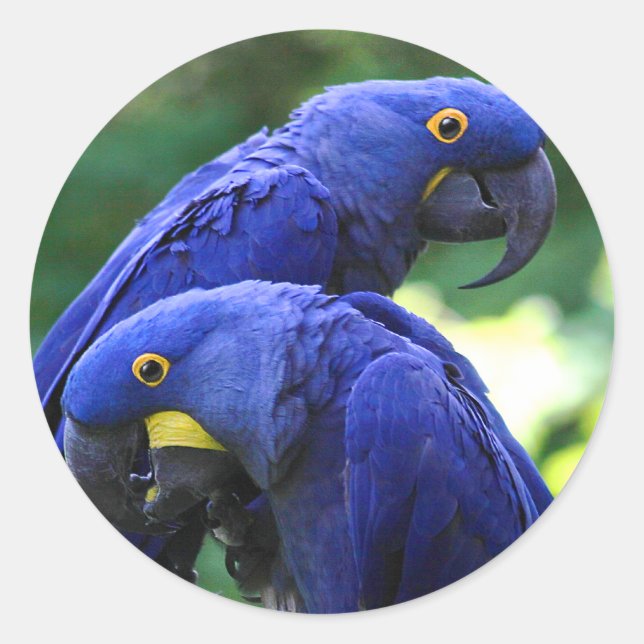 Pegatina Redonda Hyacinth Macaws (Anverso)