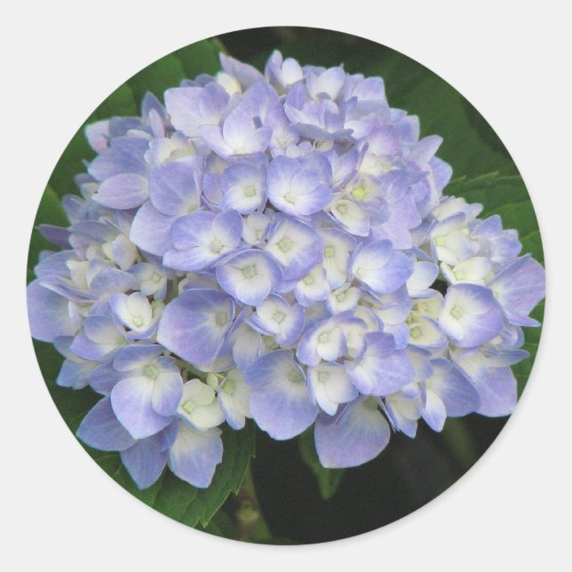 Pegatina Redonda Hydrangea (Anverso)