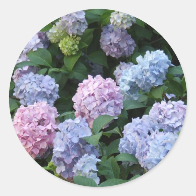 Pegatina Redonda Hydrangea azul (Anverso)