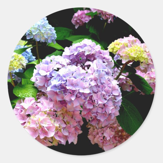 Pegatina Redonda Hydrangea Garden (Anverso)