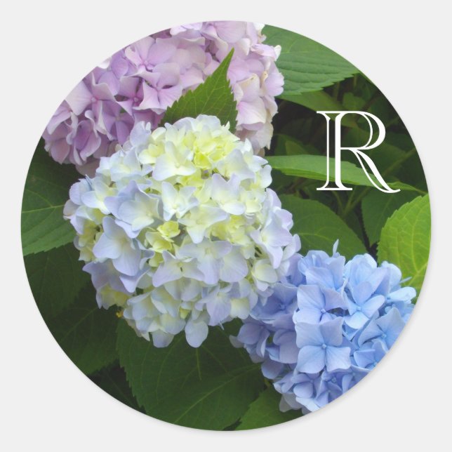 Pegatina Redonda Hydrangeas rosadas, hidrangeas azules, hortensias  (Anverso)