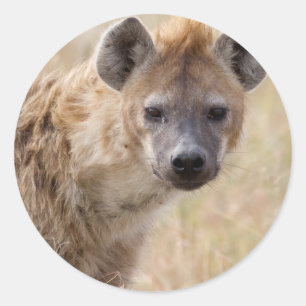 Pegatina Redonda Hyena