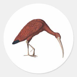 Pegatina Redonda Ibis rojo asombroso, caucho eudocimus (1734) Plaza