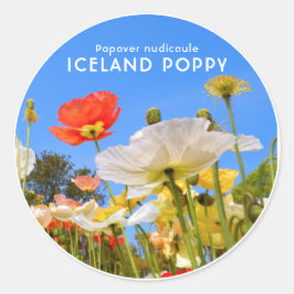 Pegatina Redonda Iceland Poppy