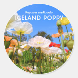 Pegatina Redonda Iceland Poppy