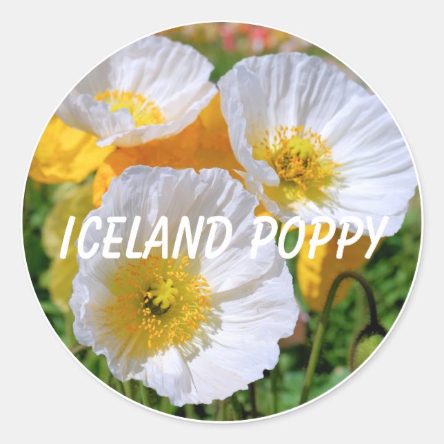 Pegatina Redonda Iceland Poppy (Anverso)