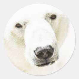 Pegatina Redonda Icy stare of a Polar Bear