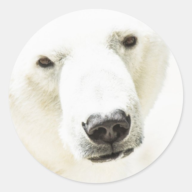 Pegatina Redonda Icy stare of a Polar Bear (Anverso)