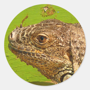 PEGATINA REDONDA IGUANA