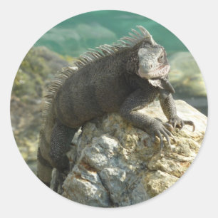 Pegatina Redonda Iguana en las rocas en St. Thomas