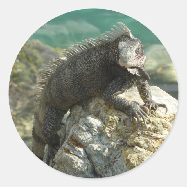 Pegatina Redonda Iguana en las rocas en St. Thomas (Anverso)