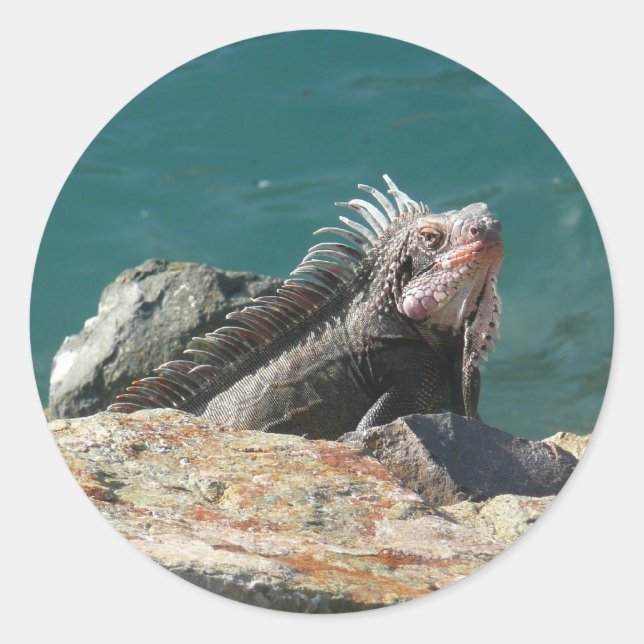 Pegatina Redonda Iguana en Santo Tomás (Anverso)