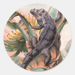 Pegatina Redonda Iguana Negra Tropical, Animal Reptil Salvaje Vinta