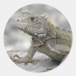 Pegatina Redonda Iguana Sicker