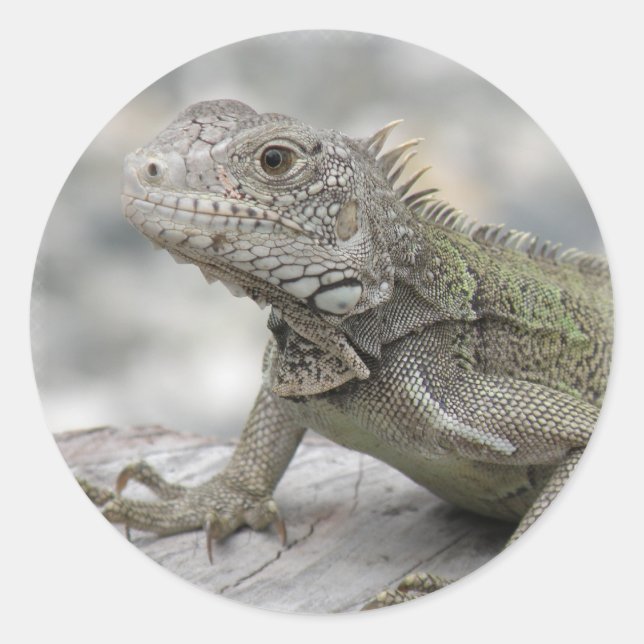 Pegatina Redonda Iguana Sicker (Anverso)