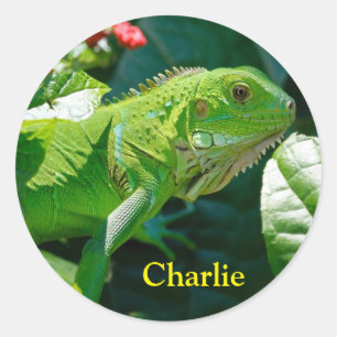 Pegatina Redonda Iguana verde personalizada