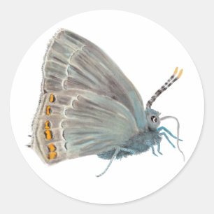 Pegatina Redonda Ilex Hairstreak Butterfly Satyrium ilicis
