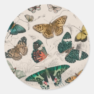 Pegatina Redonda Ilustración antigua de mariposa: Orfebre de 1820