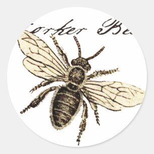 Pegatina Redonda Ilustración Antigüedad Insecto Abeja Obrera Vintag