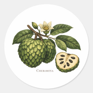Pegatina Redonda Ilustración botánica de la rama de fruta cherimoya