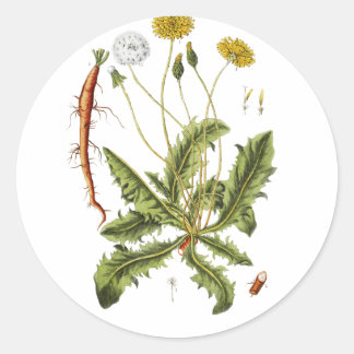 Pegatina Redonda Ilustracion Dandelion de época
