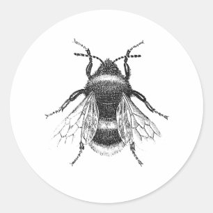 Pegatina Redonda Ilustracion de abejas anticuadas con burbujas