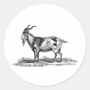 Pegatina Redonda Ilustracion de cabra doméstica vintage - cabras de