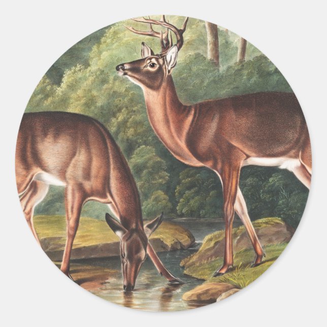 Pegatina Redonda Ilustracion de Cervus Virginianus (Anverso)
