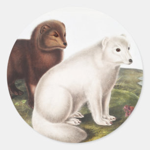 Pegatina Redonda Ilustracion de Fox Ártica (Vulpes Lagopus)