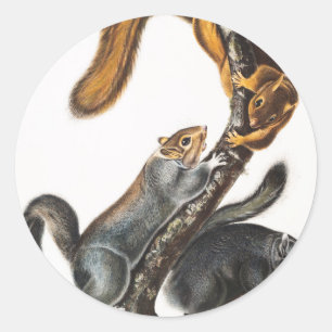 Pegatina Redonda Ilustracion de la ardilla del gato (Sciurus cinere