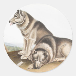 Pegatina Redonda Ilustracion de Perro Esquimaux (Canis familiaris)