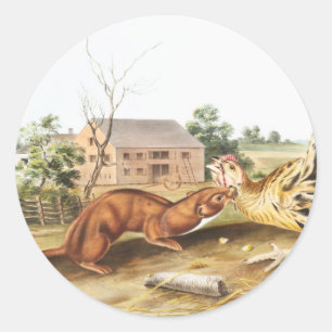 Pegatina Redonda Ilustracion de Tawny Weasel (Putorius fuscus)