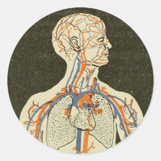 Pegatina Redonda Ilustracion de venas y arterias de anatomía vintag
