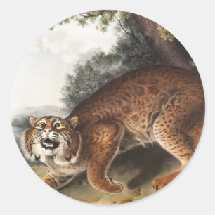 Pegatina Redonda Ilustracion del gato salvaje estadounidense (Lynx 