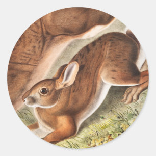 Pegatina Redonda Ilustracion del Hare Septentrional (Lepus American