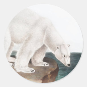 Pegatina Redonda Ilustracion del oso polar (Ursus maritimus)