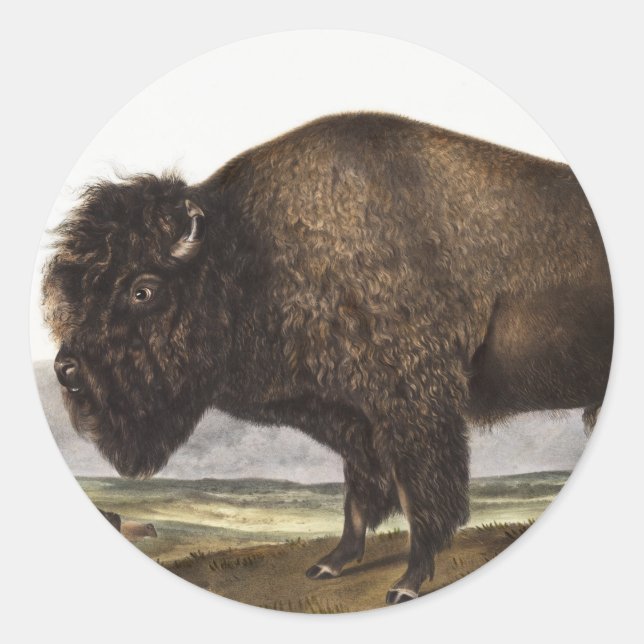 Pegatina Redonda Ilustracion estadounidense Bison (Bos Americanus) (Anverso)