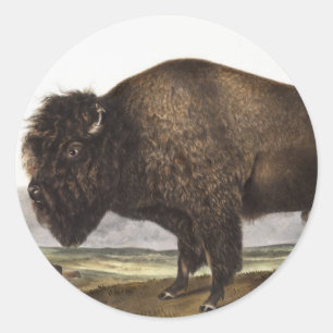 Pegatina Redonda Ilustracion estadounidense Bison (Bos Americanus)