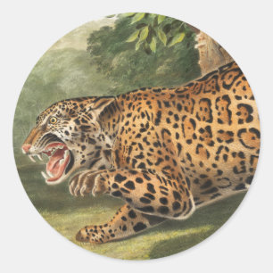 Pegatina Redonda Ilustracion Jaguar (Felis onca)