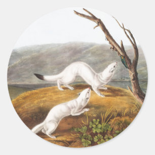 Pegatina Redonda Ilustracion Little Nimble Weasel Putorius agilis