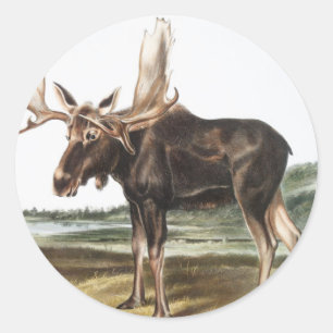 Pegatina Redonda Ilustracion Moose Deer (Servus alces)