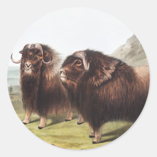 Pegatina Redonda Ilustracion Musk Ox (Ovibos moschatus) (Anverso)
