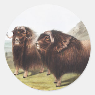 Pegatina Redonda Ilustracion Musk Ox (Ovibos moschatus)