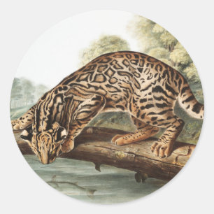 Pegatina Redonda Ilustracion Ocelot, Leopard Cat (Felis pardalis)