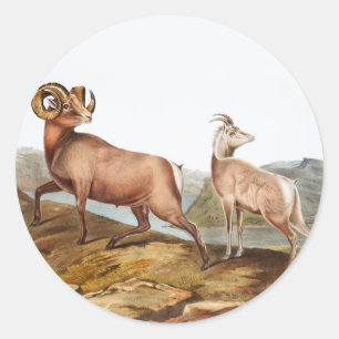 Pegatina Redonda Ilustracion Ovis montana