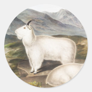 Pegatina Redonda Ilustracion Rocky Mountain Goat (Capra Americana)